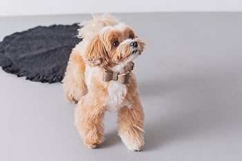 milla noue ペットハーネス　ペットリード Amazon | 【正規品】Milla Noue ミラヌー レザー 本革 牛革 S M